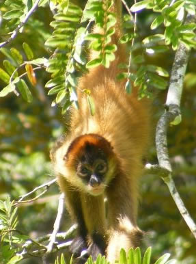 a little monkey