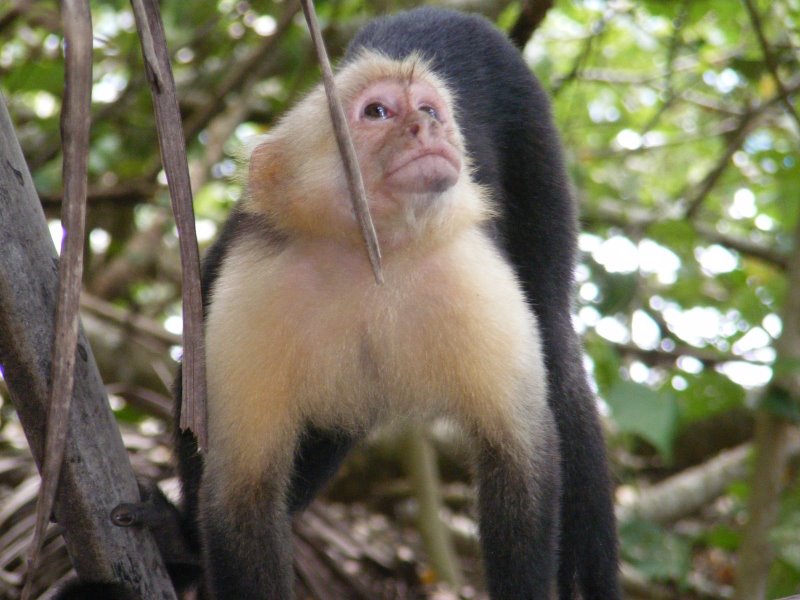 a big monkey