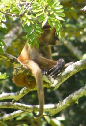 a monkey sitting in a tree