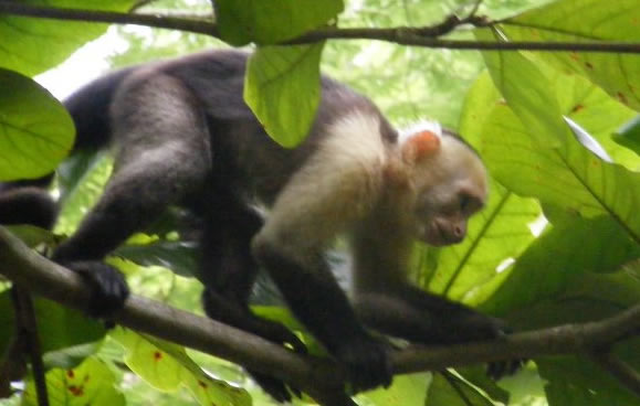a monkey climbing