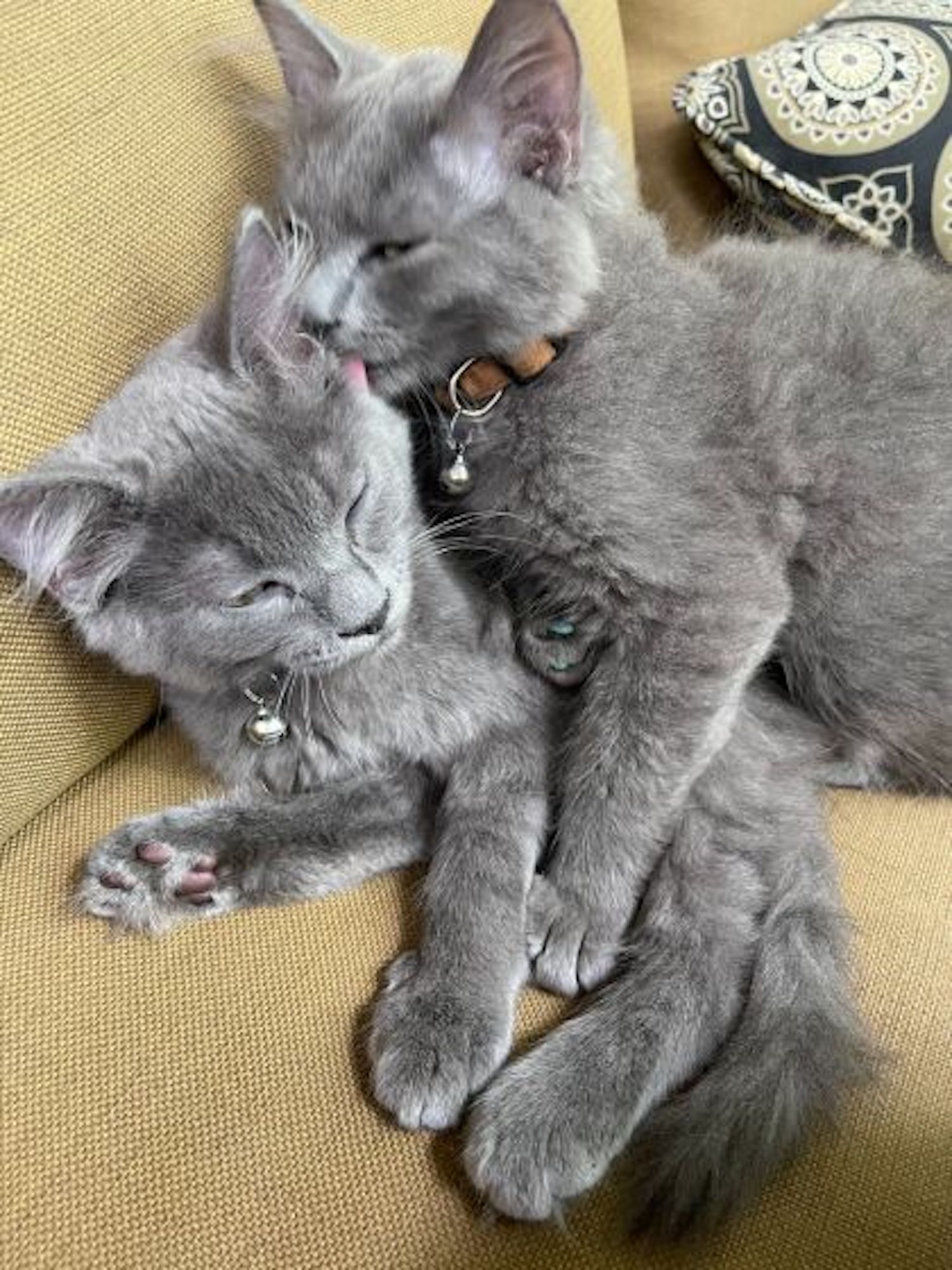 Cute kittens snuggling