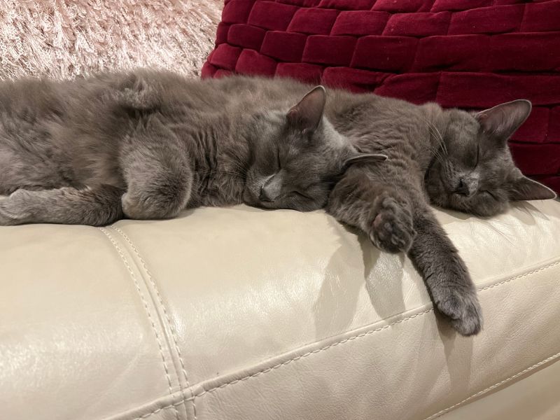 Kitties sleeping